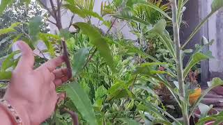 All about ashoka treehow to grow ashoka treehow to propagate polyalthia longifolia ashoka tree [upl. by Erdda75]