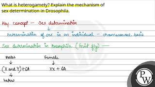 What is heterogamety Explain the mechanism of sex determination in Drosophila [upl. by Pennington]