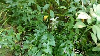 foggy August morning in the garden 5 minutes in the garden ASMR nature [upl. by Aerdnat]