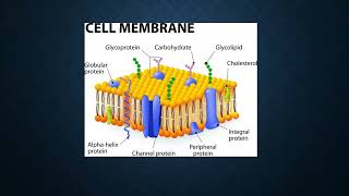 Plasmalogens and healthy cell membranes [upl. by Ravilob672]