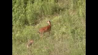 Whitetail Deer Responds to Fawn Distress Coyote Call [upl. by Elyrrad]