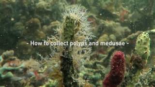 How to collect polyps and medusae [upl. by Etnomaj]