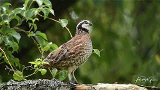 A Bob White quail sings a beautiful song at the Perrys Water Gardens in Franklin North Carolina [upl. by Ihteerp660]