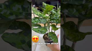 Excited ako sa aking new plant  Aglaonema Pictum Tricolor  Camouflage Plant Rare Plants shorts [upl. by Kennan764]