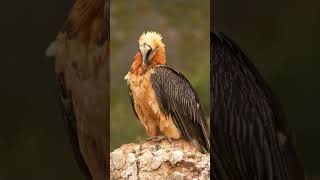 Bearded Vulture in Spain shorts [upl. by Docilla]