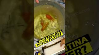 Karantina Ikan Mas Koki yang Sakit Pakai Media Filter filteraquarium goldfish ikankoki [upl. by Sheeb699]