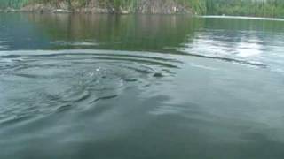 Killer whales attacking seal close to boat [upl. by Enautna707]