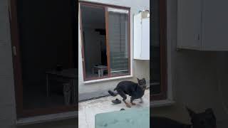 Doberman kediyi çagırıyo 😱 dog doberman kedi [upl. by Millda]