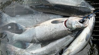 Hmong alaska silver salmon fishing 2023  best urban fishing in the world alaska alaskafishing [upl. by Nylzaj894]