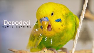 Budgie Distress Call  Budgie Sounds Meaning [upl. by Ainessej]