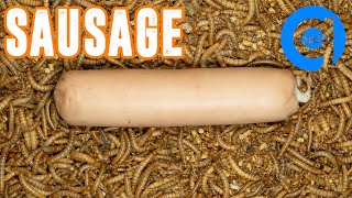 10000 Mealworms Eating Sausage timelapse insecteating mealworms worm [upl. by Finnegan]