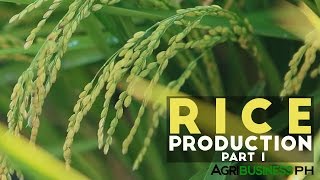 Rice Production Part 1  Rice Production in the Philippines  Agribusiness Philippines [upl. by Bohannon]