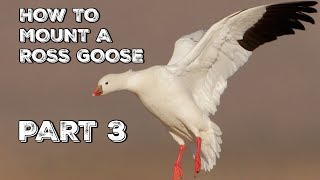 TAXIDERMY  HOW TO Mount WATERFOWL PT 3 [upl. by Kendal]