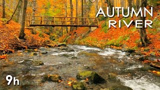 Autumn River Sounds  Relaxing Nature Video  Sleep Relax Study  9 Hours  HD 1080p [upl. by Aifas]