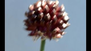 AJO SILVESTRE Allium vineale PLANTAS MEDICINALES [upl. by Newlin]