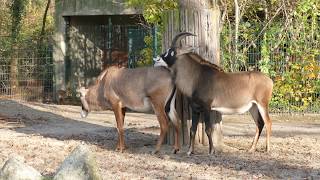 Pferdeantilope treibt Weibchen Er lässt nicht locker [upl. by Blackwell]