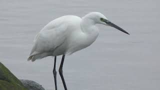 Garçabrancapequena  Little egret Egretta garzetta  Aveiro [upl. by Bittner]