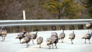 Turkeys on the Road [upl. by Gnilsia]