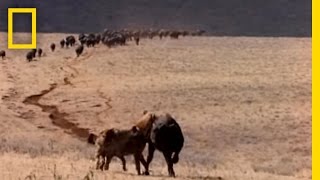 Hyenas on the Hunt  National Geographic [upl. by Atiuqehc]