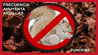 🐿AHUYENTA ARDILLAS 🐿sonido frecuencia 🐿FUNCIONA 🐿ultrasonido 🐿 [upl. by Peacock]