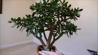 The First Pruning Of My Jade Plant To Transform It To A Bonsai [upl. by Horsey]