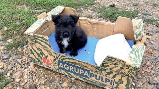 His owner left him in a cardboardbox but he is the happiest dog now [upl. by Hershel]