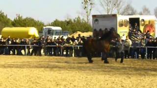 Ogier Marino  I Ogólnopolski Pokaz Ogierów  Wstępy 2014 [upl. by Christal340]