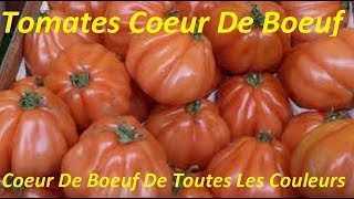 Variétés Tomates Coeur De BoeufTomate Coeur de Boeuf RougeBlancheRoseJauneOrangeCuor Di Bue [upl. by Gallenz]