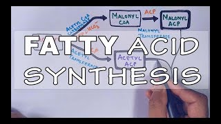 Fatty Acid Biosynthesis  Part II [upl. by Ahsiemaj]