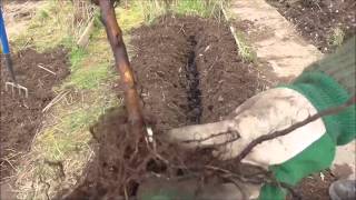 Allotment Grow How  Planting Raspberries Autumn Fruiting [upl. by Jordon392]