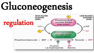 Gluconeogenesis regulation [upl. by Mar895]