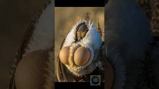 Sagebrush Wildlife Sanctuary 🦅🌾 4k birds greatersagegrouse [upl. by Marquita248]