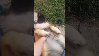 Attention chien méchant  😉🐶 dog germanshepherd puppy chien cute humor humour funny shorts [upl. by Ahsenrad]