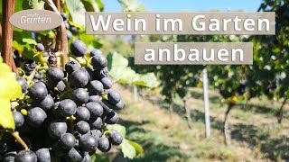 Wein anbauen Eine Weinrebe pflanzen  MDR [upl. by Adnolat]