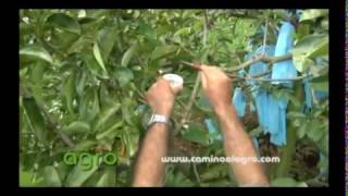 Fertilizacion de la Guanabana Colinagro [upl. by Remos580]