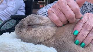 Bunnythérapie au potager  le lapin le plus chouchouté de France 🐰 [upl. by Anayi]