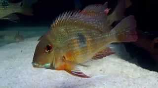 Geophagus Brachybranchus [upl. by Saleem]