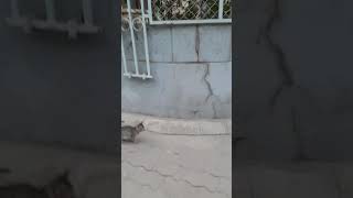 meow meow biralo eta tira aau meow cat cuteanimals goviral shorts Ali ali WangdenSherpa [upl. by Prima992]