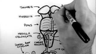 Spinal Pathways 2  Dorsal Column  Medial Lemniscus Pathway [upl. by Ahsile267]