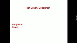 HDL Metabolism [upl. by Asit]