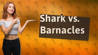 Why do sharks not get barnacles [upl. by Aleb859]