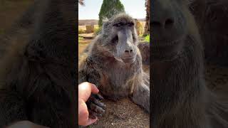 Cindy the Baboon is so adorable when she talks to me 🥰😍 baboon animallover cuteanimals farmlife [upl. by Ashbey56]