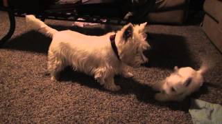 Westie Puppies Wrestle and Play with Parents [upl. by Browning24]