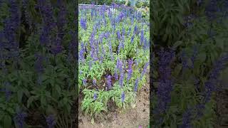 Salvia Farinacea the Mealycup Sage plants flowers purpleflowers gardenflowerplants gardening [upl. by O'Doneven767]