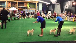 2013 Pug Dog Club of America National Specialty [upl. by Xenia370]