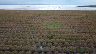 Ave 128 Rd 24 current Eastern edge of Tulare Lake Almond Trees already dying [upl. by Hinda469]