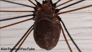 Long Legged Granddaddy quotSpiderquot OR Cellar Spider  by Kim Townsel [upl. by Aniryt]