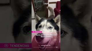 TENDENCIAS  Aaron el husky que ladra con acento italiano [upl. by Hcirdeirf]