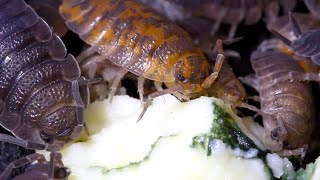 Isopods Eat Gorgonzola [upl. by Balliol]