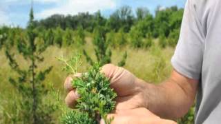 Growing the White Cedar Tree [upl. by Akcimahs]